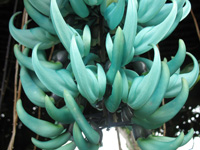  Bottom Of Jade Vine at Strawberry Hill, Jamaica