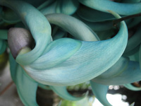  Close Up Of Jade Vine at Strawberry Hill, Jamaica