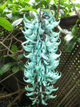  Jade Vine at Strawberry Hill, Jamaica