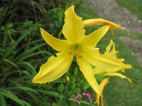  Yellow Day Lily Hemerocallis at Strawberry Hill, Jamaica