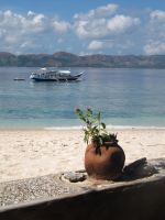 Karen Claire Dive Boat Plantpot Portrait  Picture