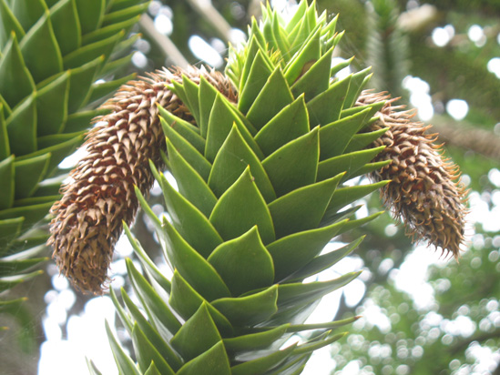 monkey puzzle male cones dunvagan castle gardens scotland picture