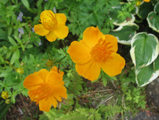 orange flower dunvagan castle gardens scotland picture