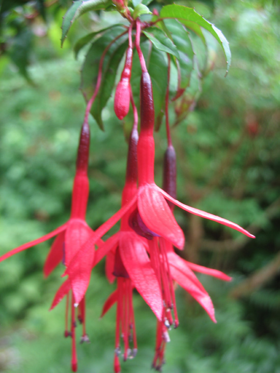 red flowers dunvagan castle gardens scotland picture