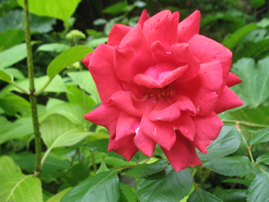 red rose dunvagan castle gardens scotland picture