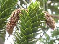 monkey puzzle male cones dunvagan castle gardens scotland picture
