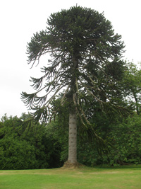 monkey puzzle tree dunvagan castle gardens scotland picture