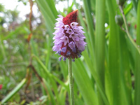 red pink flowers dunvagan castle gardens scotland picture