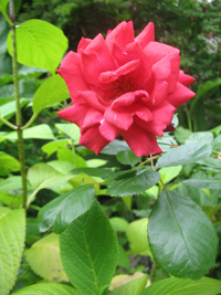 red rose dunvagan castle gardens scotland picture
