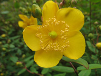 yellow flower dunvagan castle gardens scotland picture
