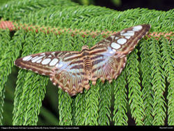 Free clipper parthenos sylvia butterfly Desktop Wallpaper