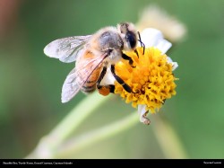 free bumble bee on flower at the turtle farm, cayman islands, wallpaper