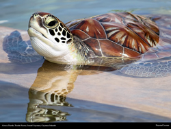 free green turtle reflection on water at the turtle farm, cayman islands, wallpaper