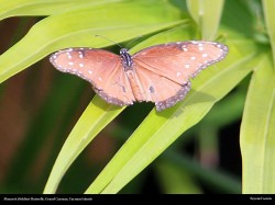 free white monarch peacock butterfly at the turtle farm, cayman islands, wallpaper