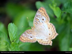 free white peacock butterfly at the turtle farm, cayman islands, wallpaper