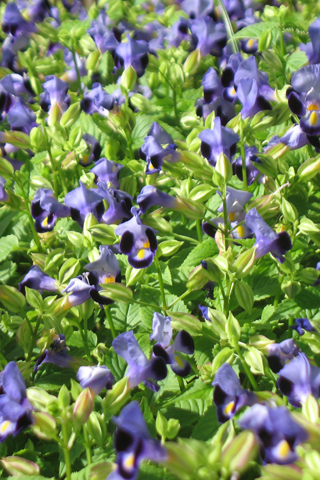 Free Picture of a Blue Clown Flower for you to download to your iPhone.