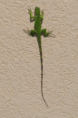 Free Picture of a  Green Iguana for you to download to your iPhone.