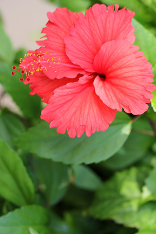 Free Picture of a  Hibiscus Flower for you to download to your iPhone.