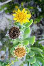 free iphone wallpaper of 3 flowers