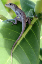 free iphone wallpaper of a blue anole