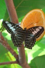 free iphone wallpaper of butterfly
