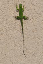 free iphone wallpaper of a green iguana
