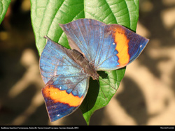 Free Cayman kallima inachus formosana butterfly Desktop Wallpaper 1