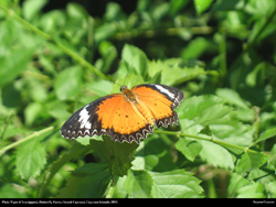Free plain tiger danaus chrysippus butterfly Desktop Wallpaper
